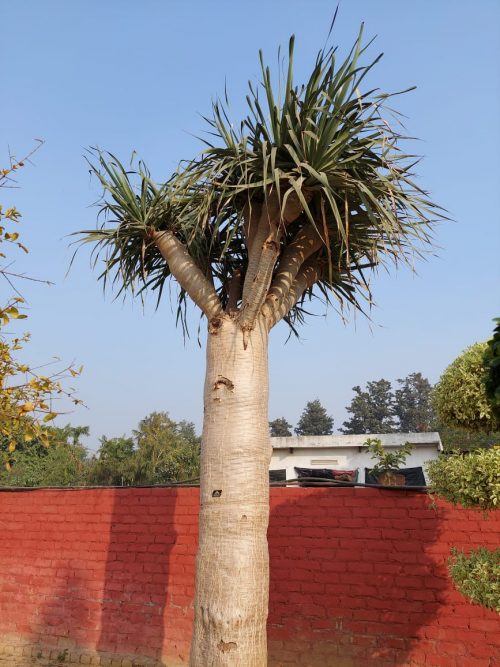 Buy Indoor Plants Exotic Trees Portfolios ─ Birthright