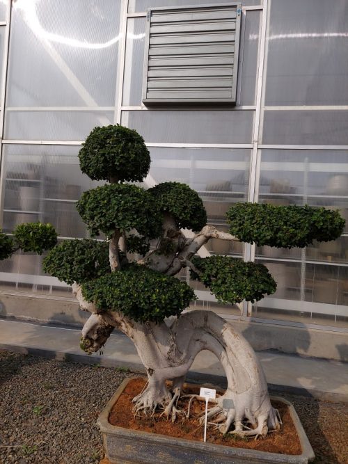 Buy Bonsai in India Bonsai Plant Portfolios Birthright