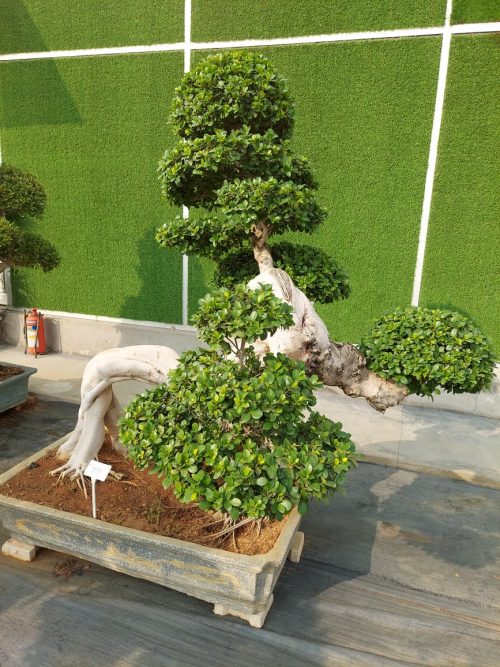 Buy Bonsai in India Bonsai Plant Portfolios Birthright