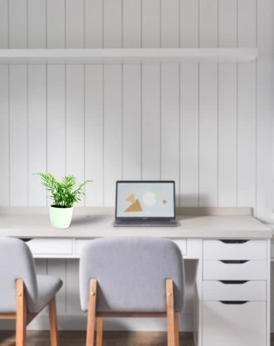 Chamaedorea Palm Big Background