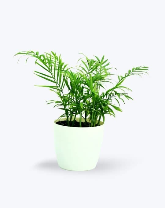 Chamaedorea Palm BigWB