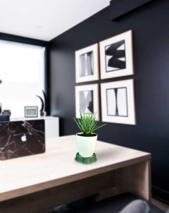 Haworthia Small_Background