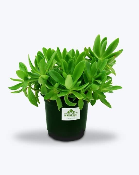 Campfire succulant_WB