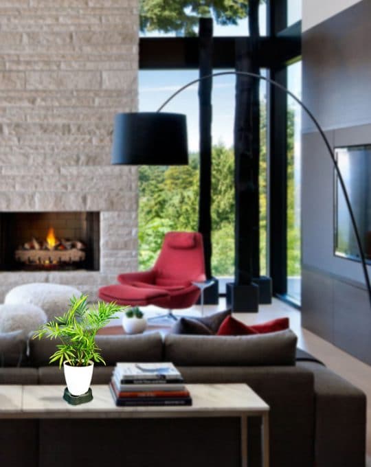 Chamaedorea Palm_Background