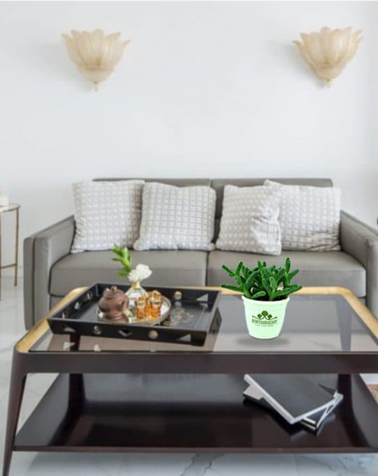 Delosperma succulant_Background