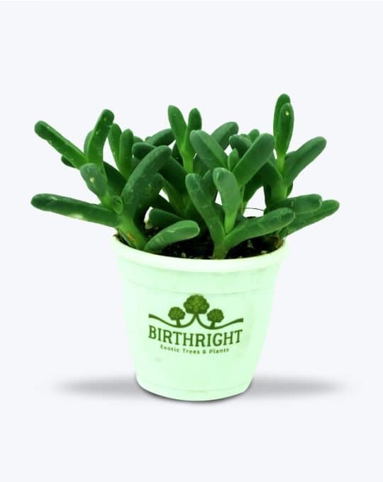 Delosperma succulant_WB