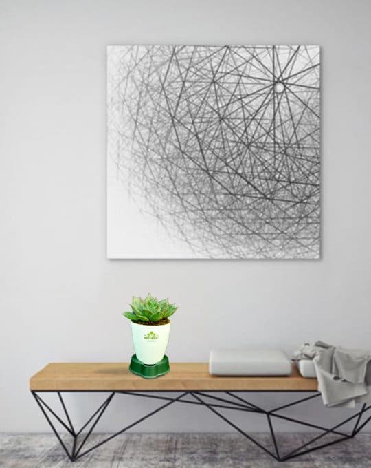 Echeveria succulant_Background