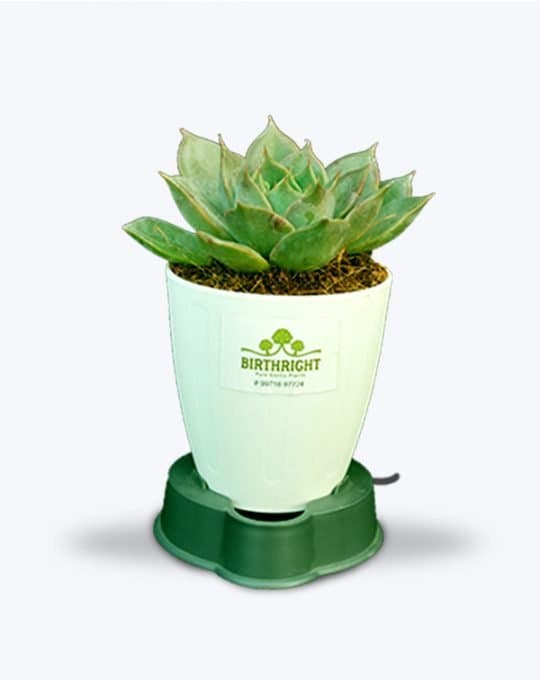 Echeveria succulant_WB