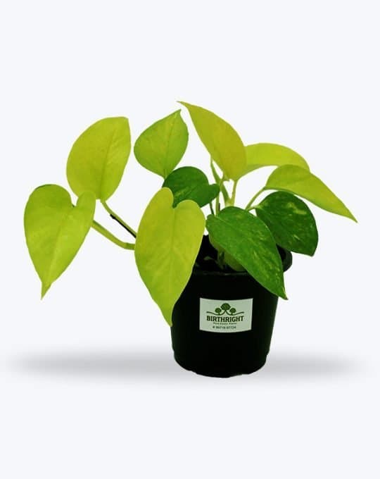 Golden Money Plant_WB