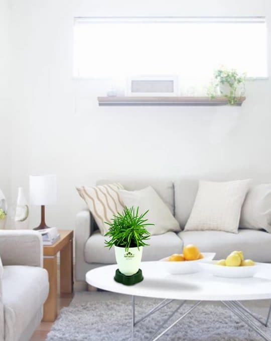 Himalaya Succulent_Background