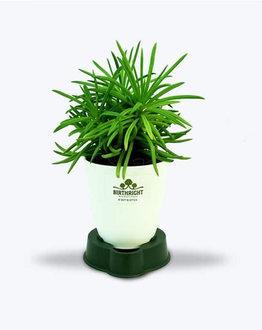 Himalaya Succulent_WB