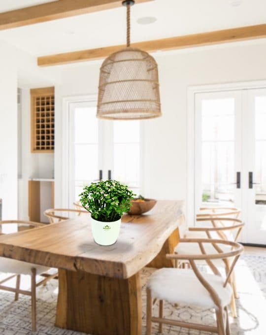 Jade plant_Background