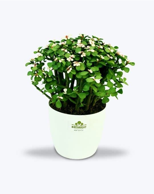 Buy Indoor Plants Online in India Best Price Birthright