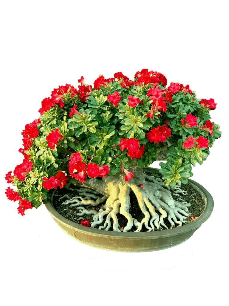 Birthright India's Largest Online Nursery & Agricultural Shop