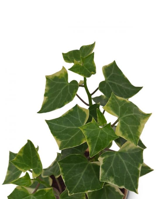 English-Ivy3
