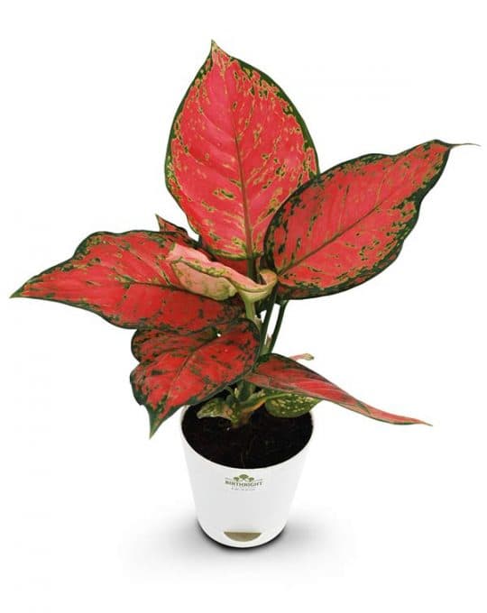 aglaonema-12