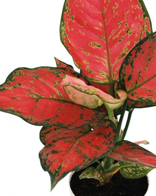 aglaonema-123