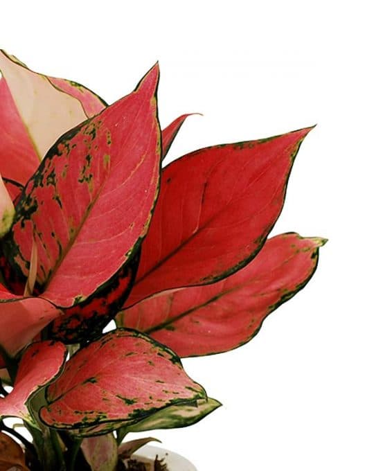 aglaonema-1234