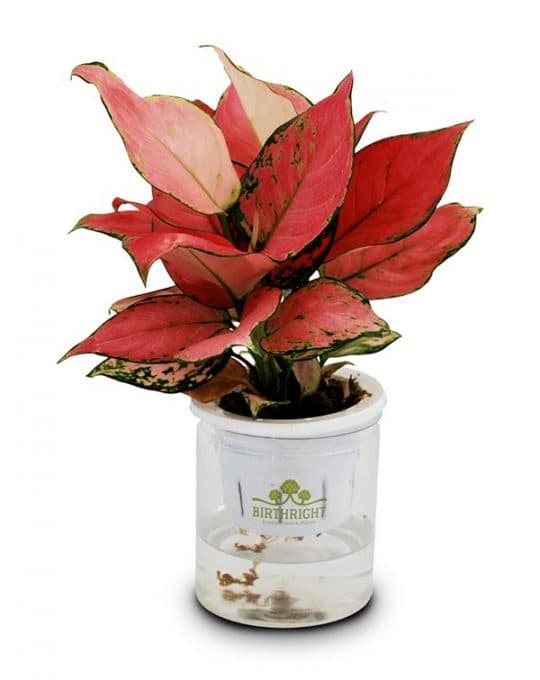 aglaonema-12345