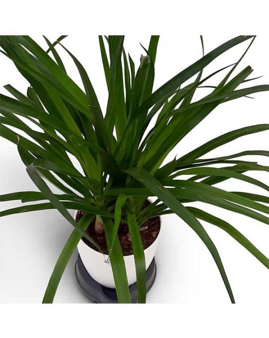 dracaena4