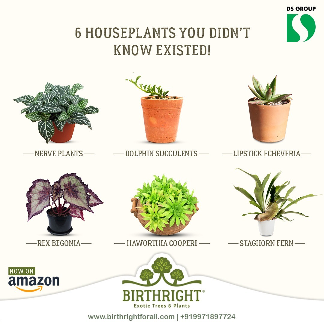 Buy ficus S Shape Bonsai Plants Online in India Birthright