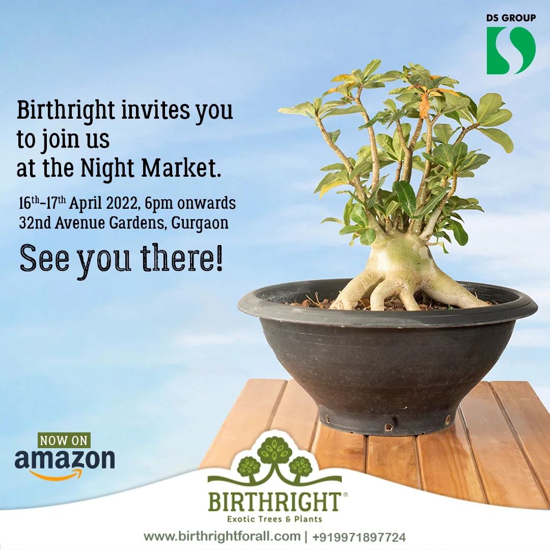 Buy ficus S Shape Bonsai Plants Online in India Birthright