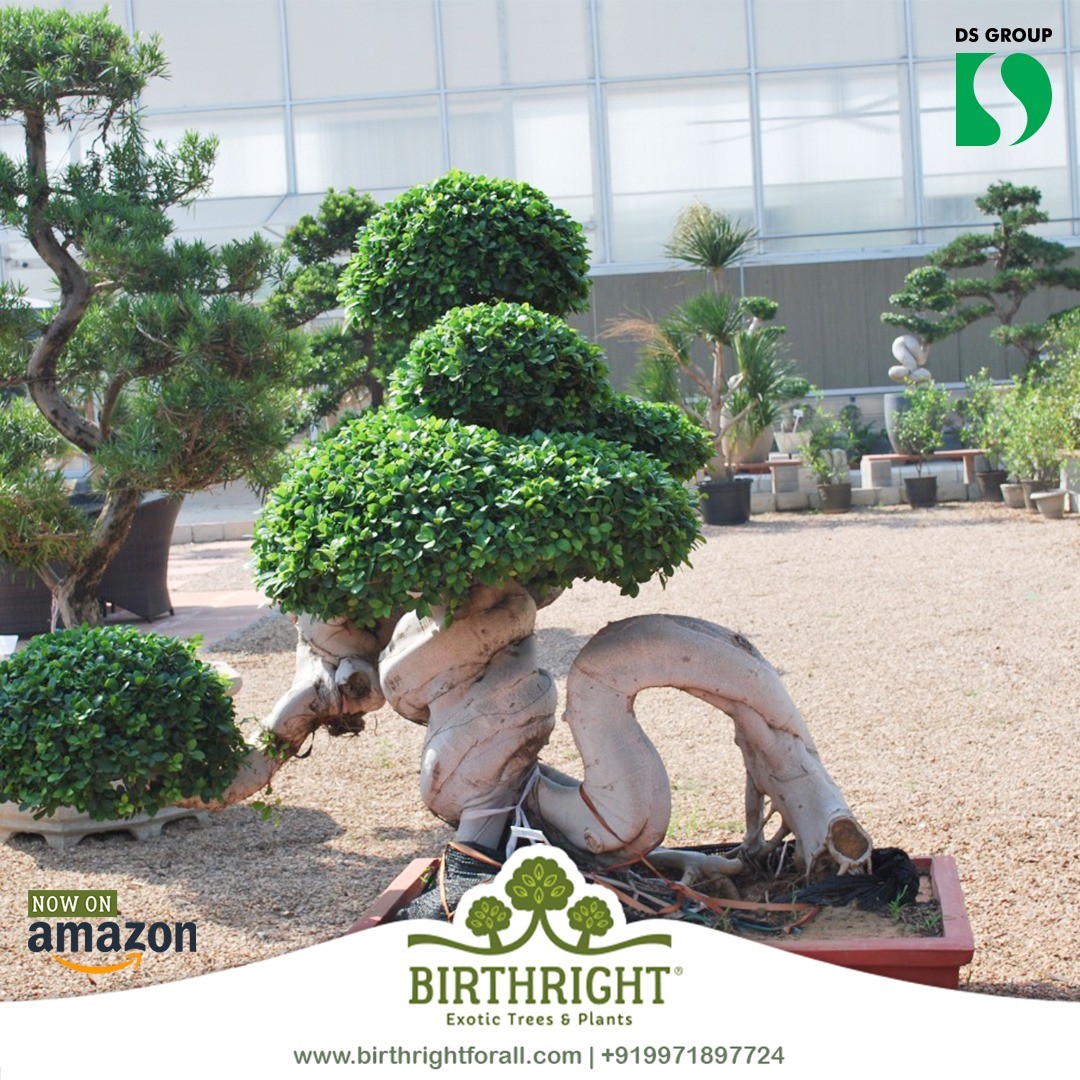 Buy ficus S Shape Bonsai Plants Online in India Birthright