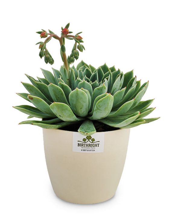 Buy Pachira (3in1) Money Plant Online in India Birthright